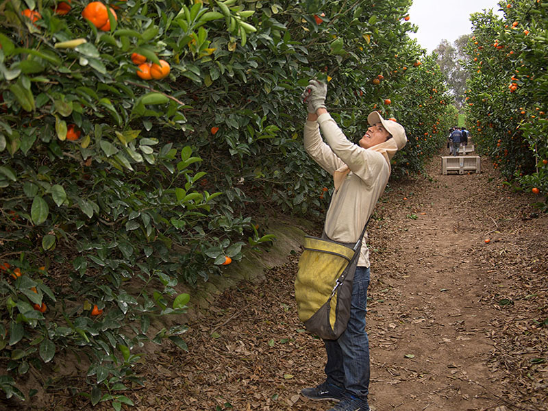 Nueva Ley Agraria implantaría un régimen laboral discriminatorio